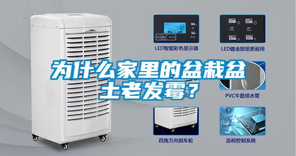為什么家里的盆栽盆土老發(fā)霉？