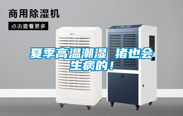 夏季高溫潮濕 豬也會(huì)生病的！