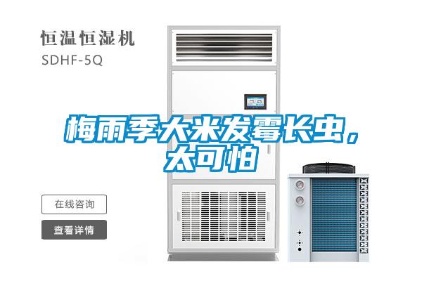 梅雨季大米發(fā)霉長蟲，太可怕