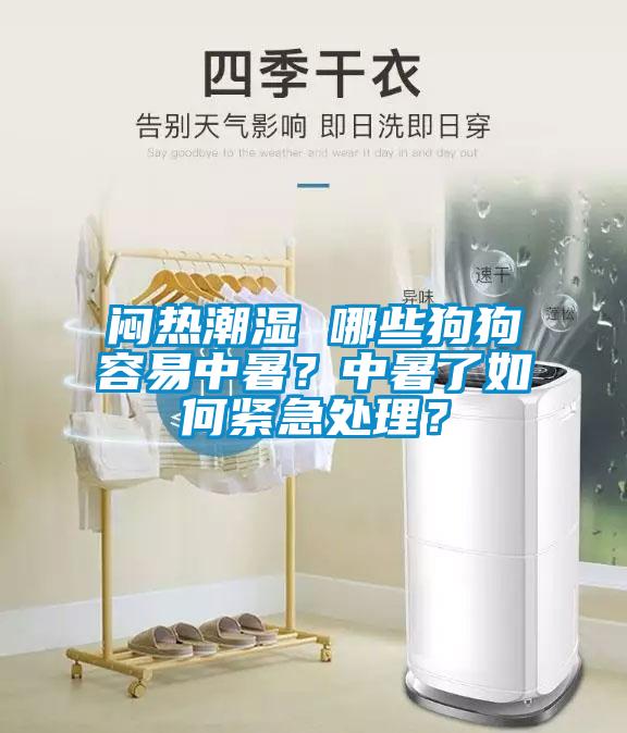 悶熱潮濕 哪些狗狗容易中暑？中暑了如何緊急處理？