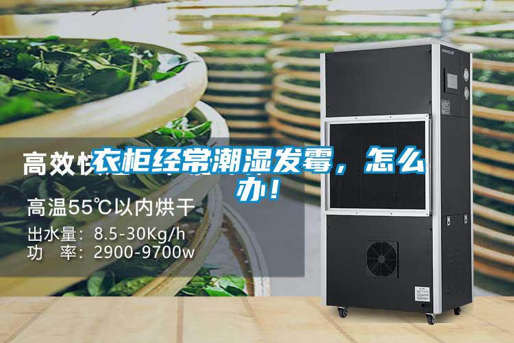 衣柜經(jīng)常潮濕發(fā)霉，怎么辦！