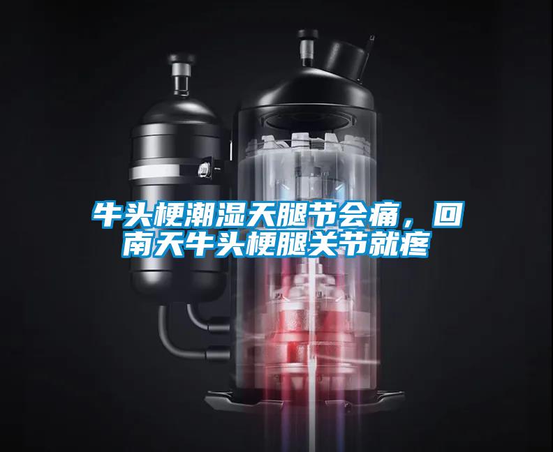 牛頭梗潮濕天腿節(jié)會痛，回南天牛頭梗腿關(guān)節(jié)就疼