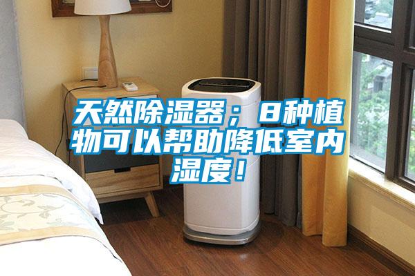 天然除濕器；8種植物可以幫助降低室內(nèi)濕度！