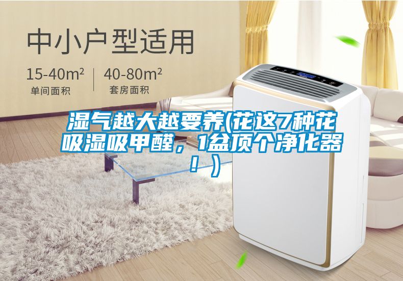 濕氣越大越要養(yǎng)(花這7種花吸濕吸甲醛，1盆頂個(gè)凈化器！)