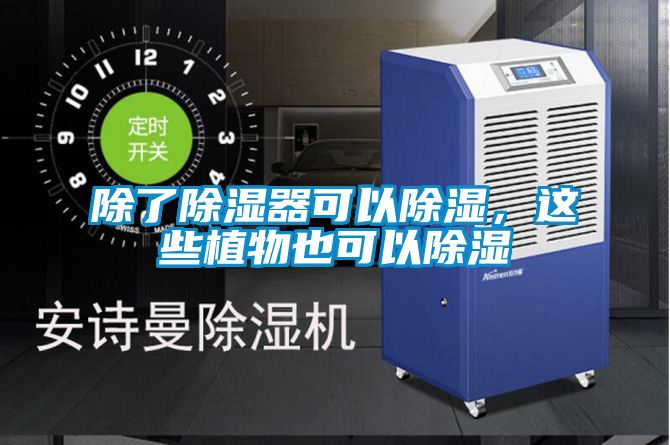 除了除濕器可以除濕，這些植物也可以除濕